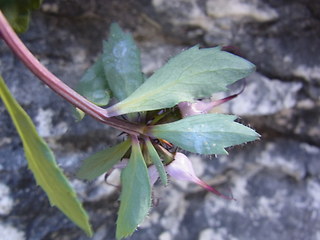 Physoplexis comosa