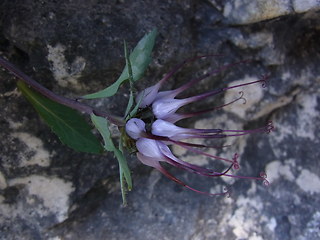 Physoplexis comosa