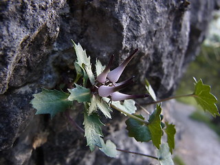 Physoplexis comosa