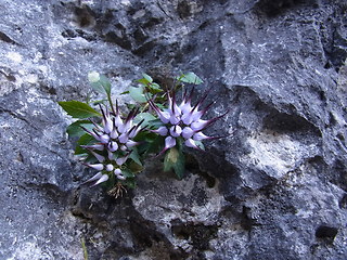 Physoplexis comosa