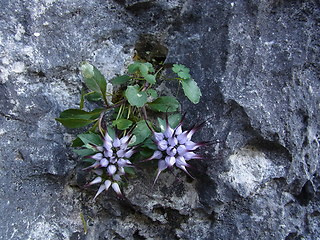 Physoplexis comosa