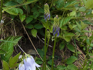 Phyteuma betonicifolium