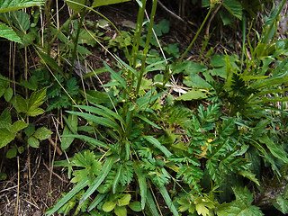 Phyteuma betonicifolium