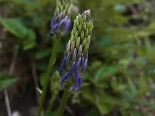 Phyteuma betonicifolium