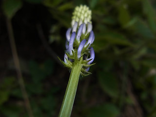 Phyteuma betonicifolium