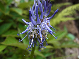 Phyteuma betonicifolium