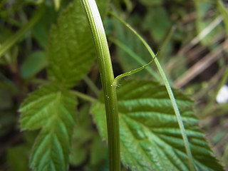 Phyteuma betonicifolium