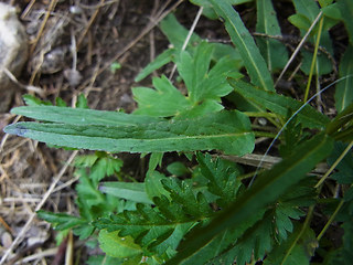 Phyteuma betonicifolium