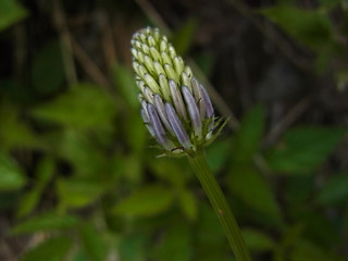 Phyteuma betonicifolium