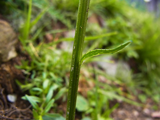 Phyteuma betonicifolium