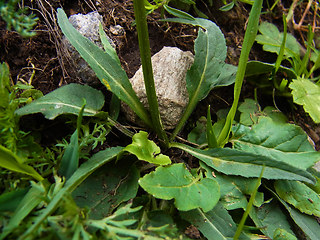 Phyteuma betonicifolium