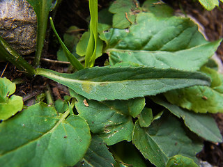 Phyteuma betonicifolium