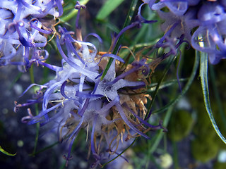 Phyteuma hedraianthifolium