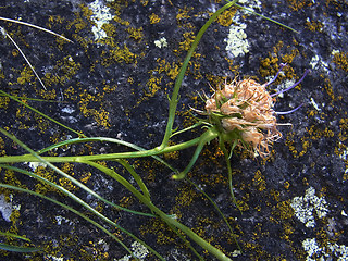 Phyteuma hedraianthifolium