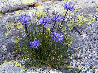 Phyteuma hemisphaericum