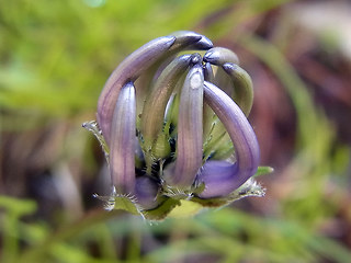 Phyteuma hemisphaericum