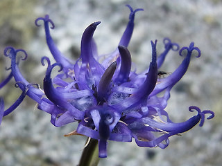 Phyteuma hemisphaericum