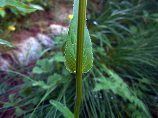 Phyteuma orbiculare