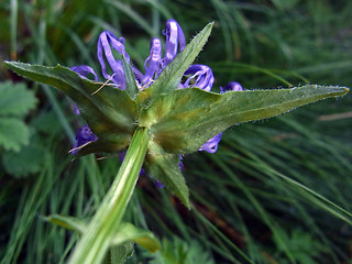 Phyteuma orbiculare