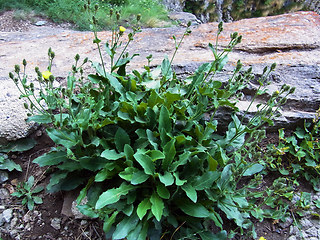 Picris hieracioides ssp. umbellata