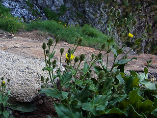 Picris hieracioides ssp. umbellata