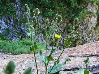 Picris hieracioides ssp. umbellata