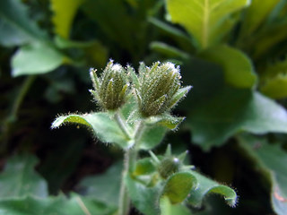 Picris hieracioides ssp. umbellata