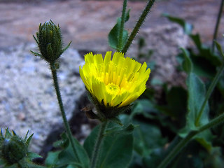 Picris hieracioides ssp. umbellata