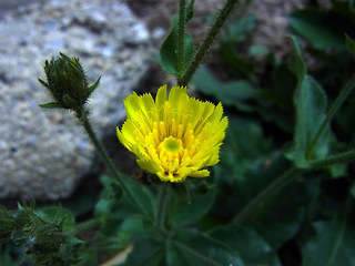 Picris hieracioides ssp. umbellata