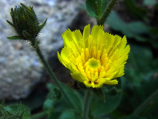 Picris hieracioides ssp. umbellata