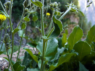 Picris hieracioides ssp. umbellata