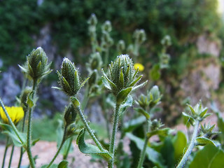 Picris hieracioides ssp. umbellata