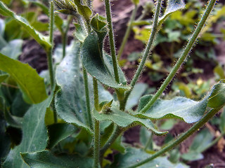 Picris hieracioides ssp. umbellata