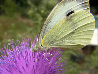 Pieris brassicae