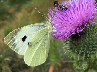 Pieris brassicae