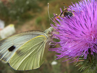 Pieris brassicae