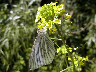 Pieris napi