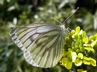 Pieris napi