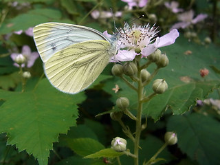Pieris napi