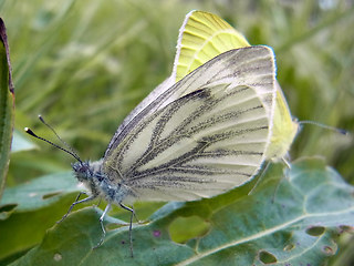 Pieris napi