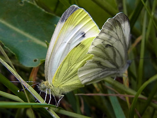 Pieris napi