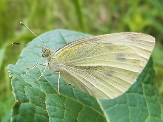 Pieris rapae