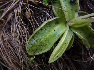 Pinguicula leptoceras