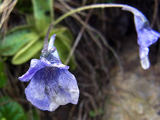 Pinguicula leptoceras