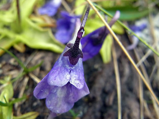 Pinguicula leptoceras