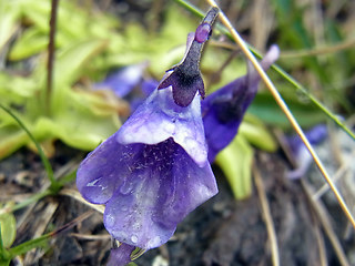 Pinguicula leptoceras