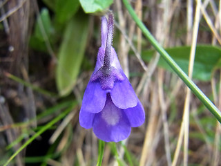 Pinguicula leptoceras