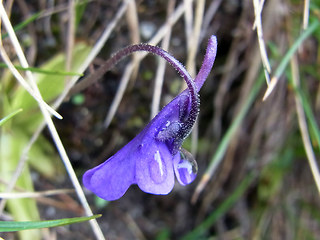 Pinguicula leptoceras