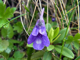 Pinguicula leptoceras