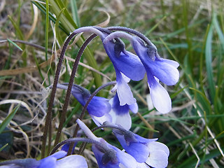 Pinguicula leptoceras